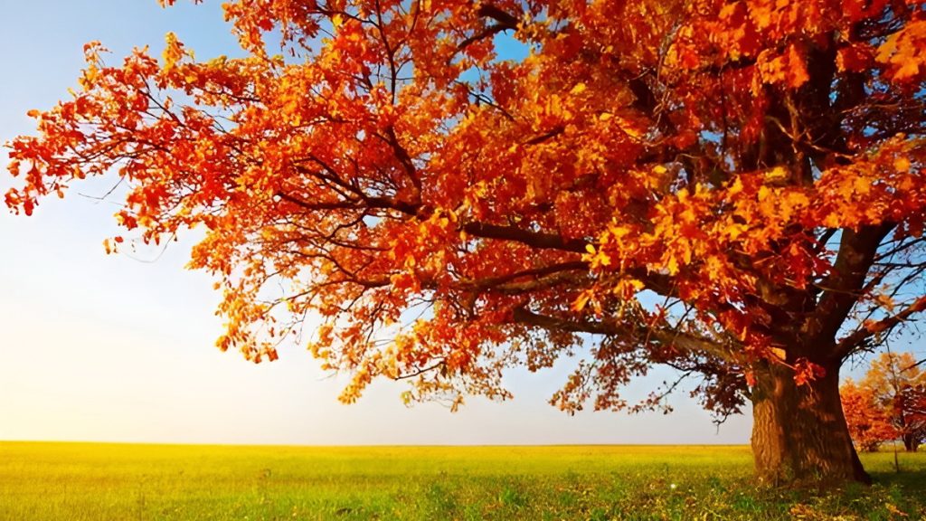 长期坚持习练气功，根据身体需求服气辟谷，为什么既可令胖人减肥、又能让瘦人增肥？